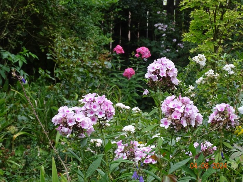  - Phlox 2024