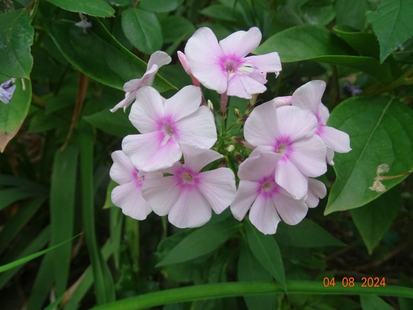  - Phlox 2024