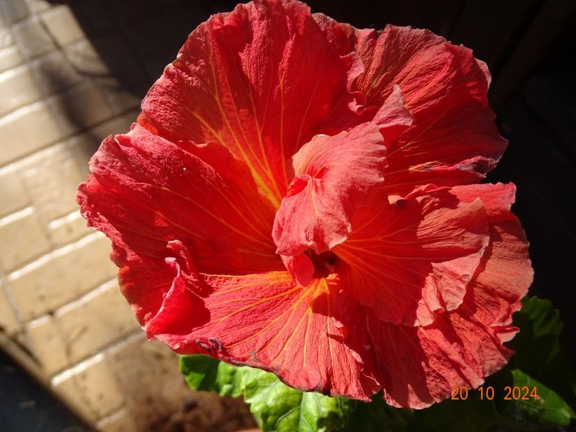  - Hibiscusi
