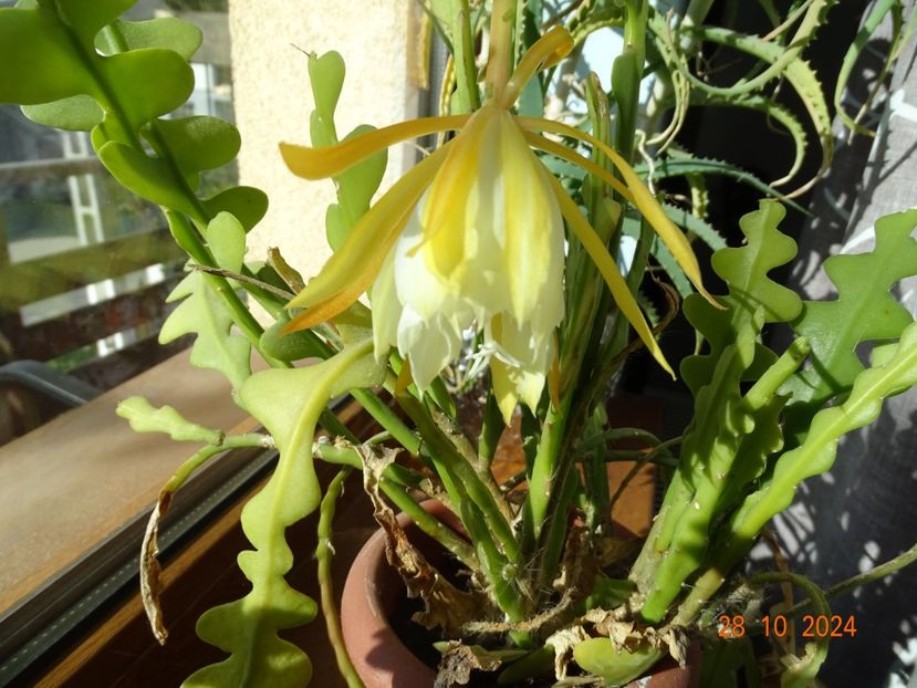 epiphyllum angulier - Hoya si altele