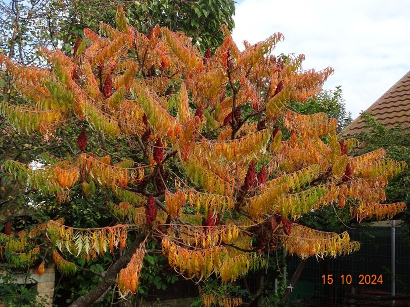  - Copacei si arbusti 2024