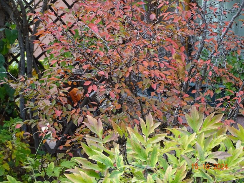  - Copacei si arbusti 2024