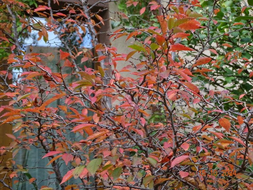  - Copacei si arbusti 2024