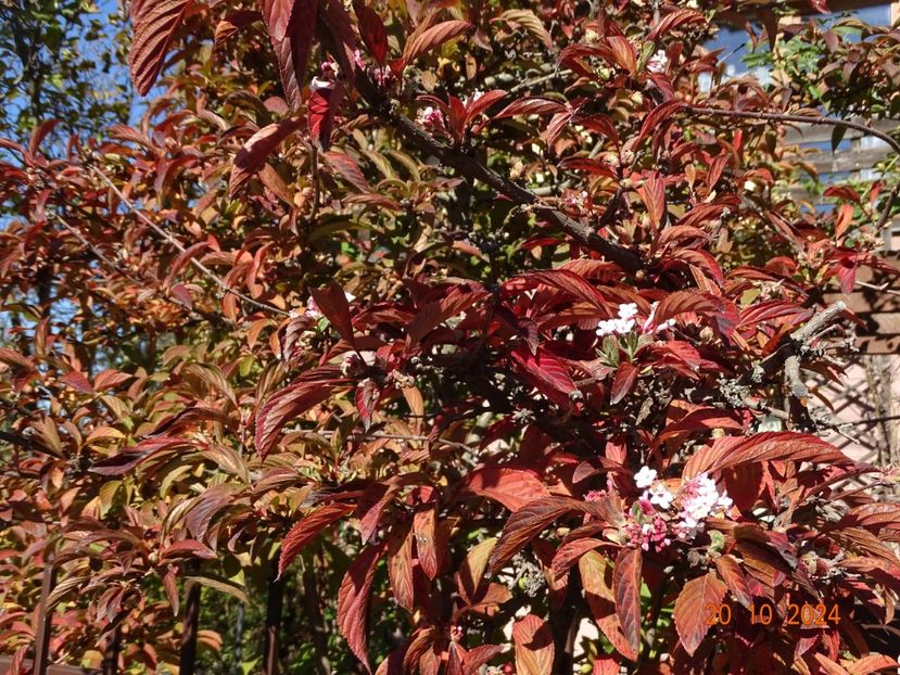  - Copacei si arbusti 2024