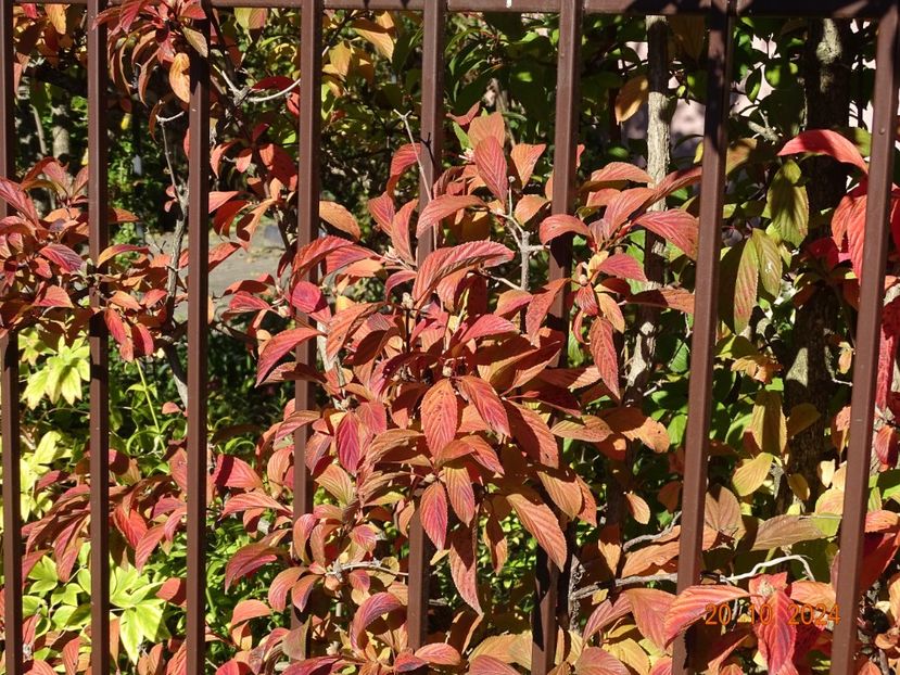  - Copacei si arbusti 2024