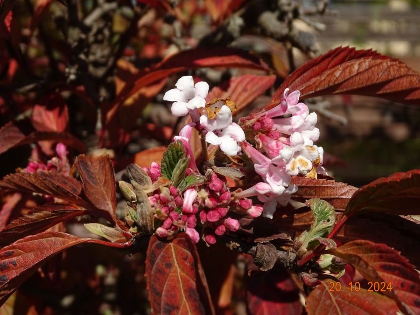  - Copacei si arbusti 2024