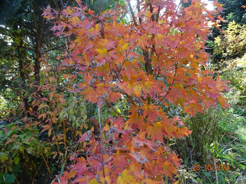  - Copacei si arbusti 2024