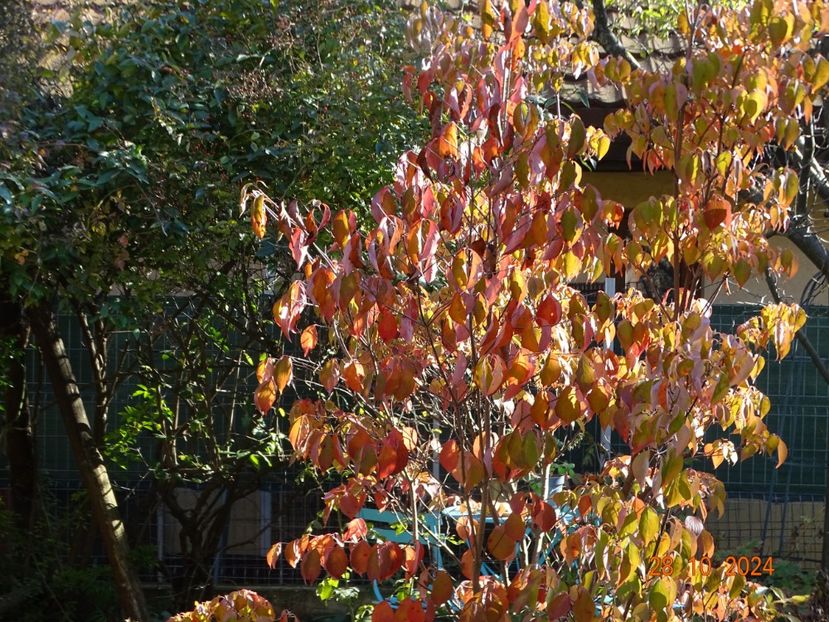  - Copacei si arbusti 2024