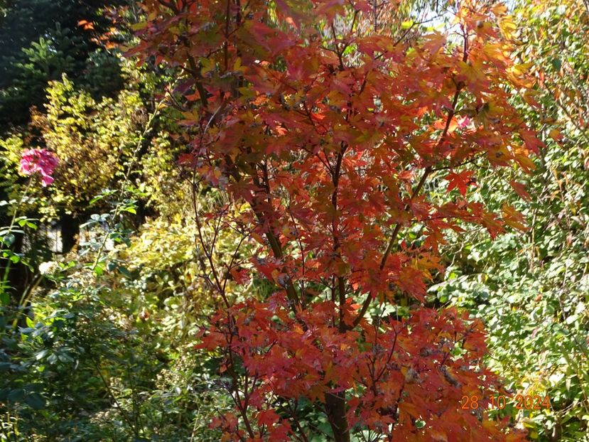  - Copacei si arbusti 2024