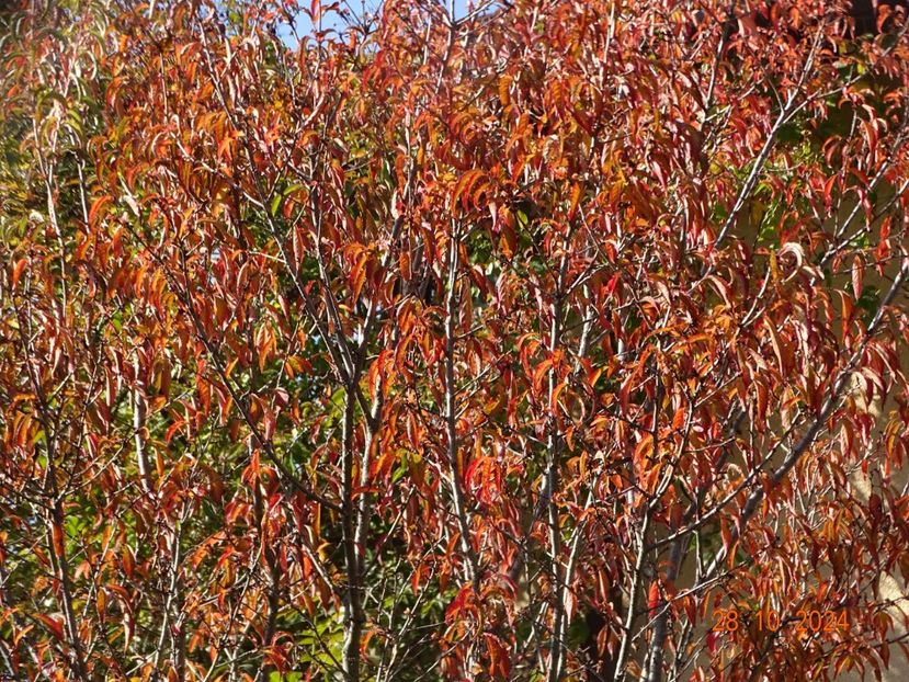  - Copacei si arbusti 2024