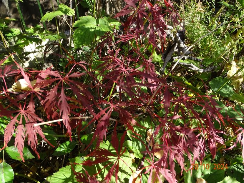  - Copacei si arbusti 2024