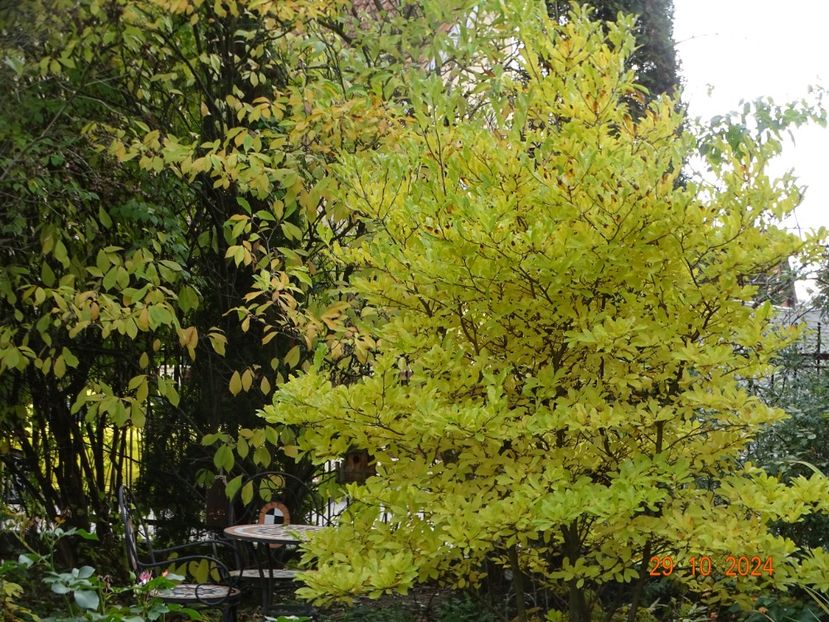  - Copacei si arbusti 2024