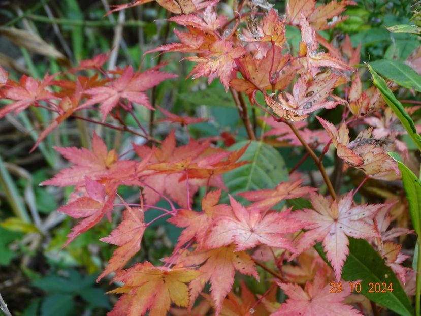  - Copacei si arbusti 2024