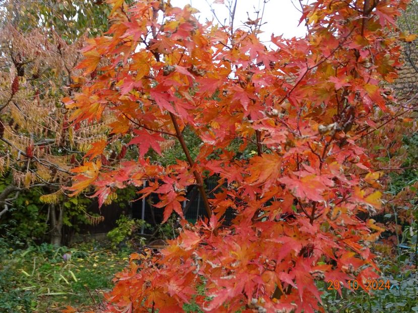  - Copacei si arbusti 2024