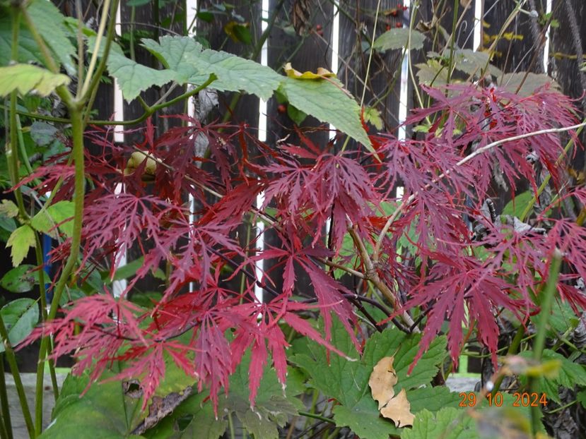  - Copacei si arbusti 2024