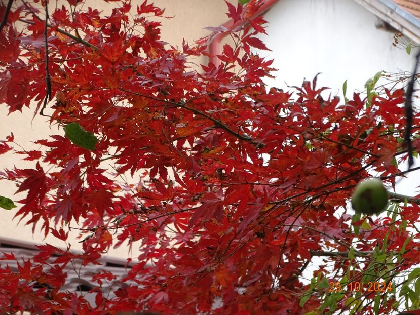  - Copacei si arbusti 2024