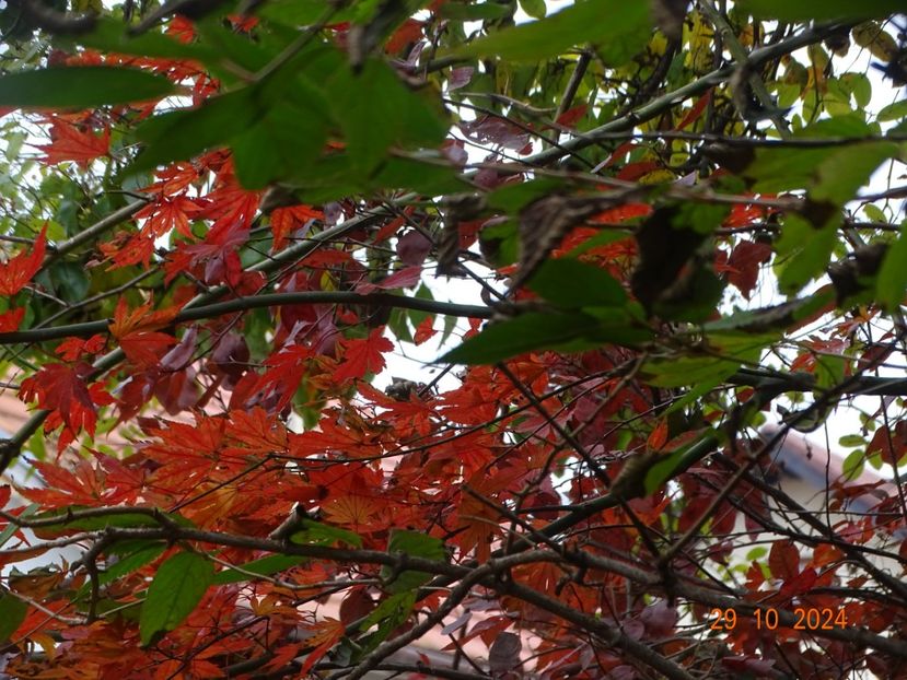  - Copacei si arbusti 2024