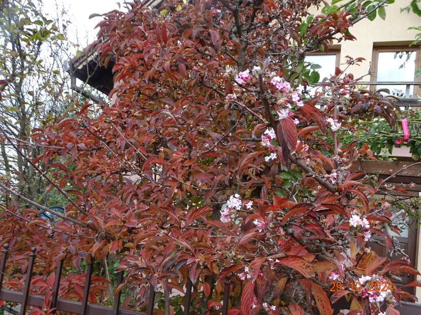  - Copacei si arbusti 2024