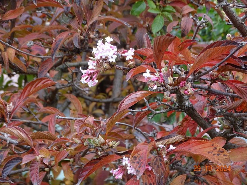  - Copacei si arbusti 2024