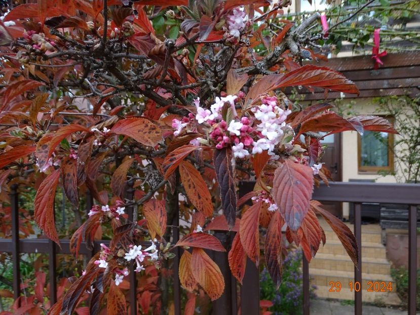  - Copacei si arbusti 2024