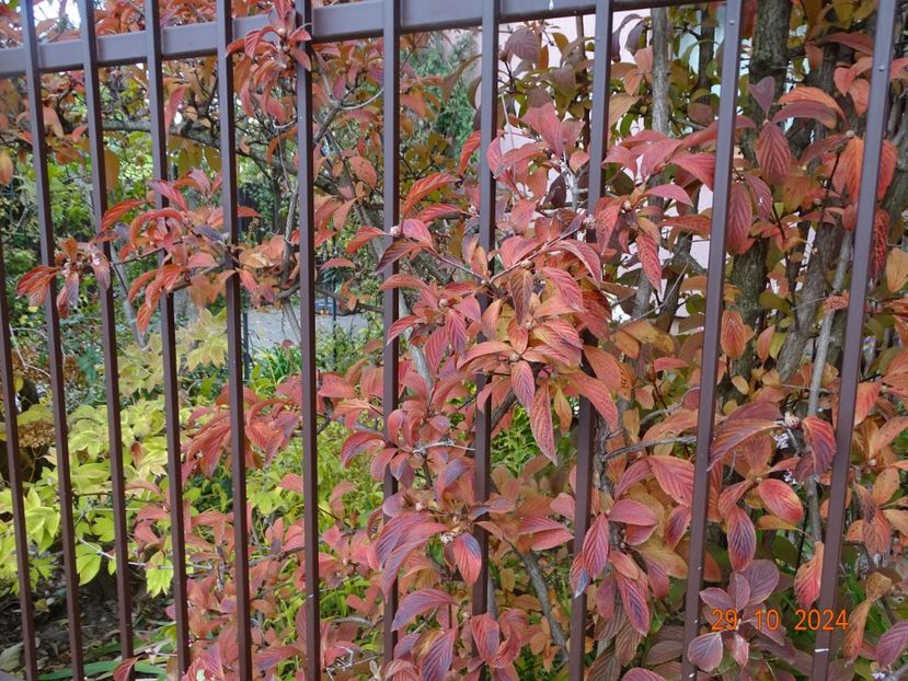  - Copacei si arbusti 2024