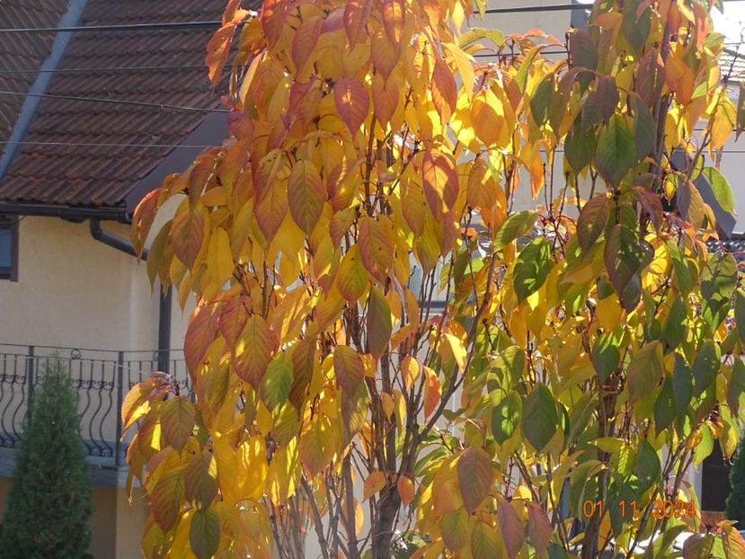  - Copacei si arbusti 2024