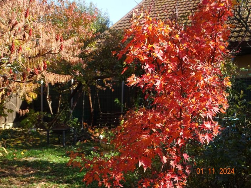  - Copacei si arbusti 2024