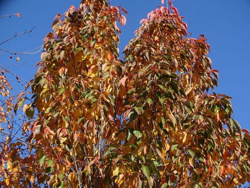  - Copacei si arbusti 2024