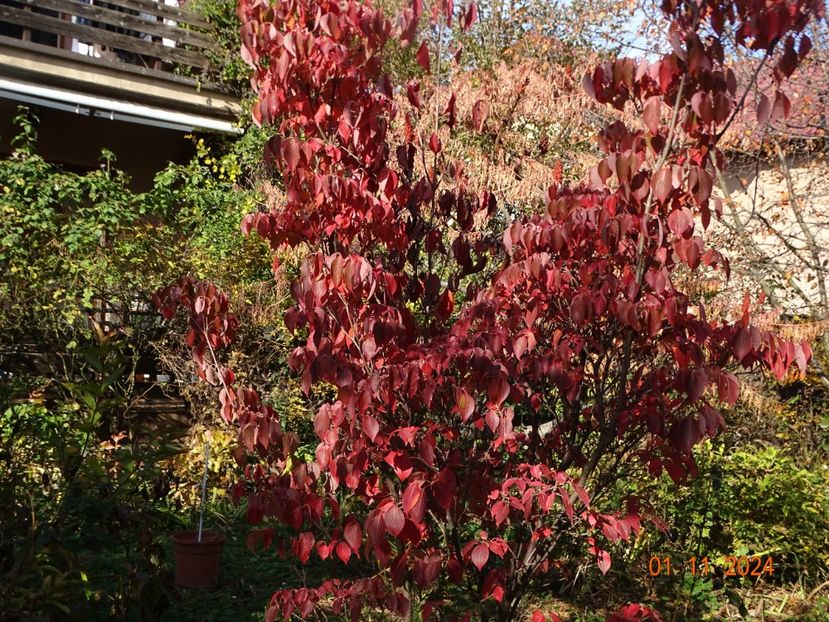  - Copacei si arbusti 2024