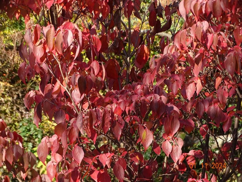  - Copacei si arbusti 2024