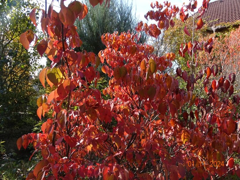  - Copacei si arbusti 2024