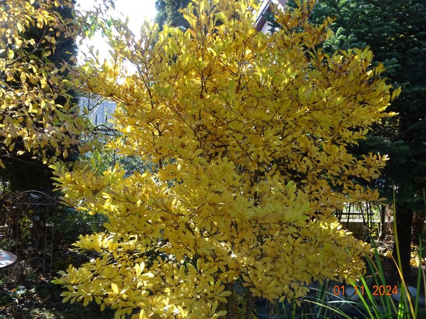  - Copacei si arbusti 2024