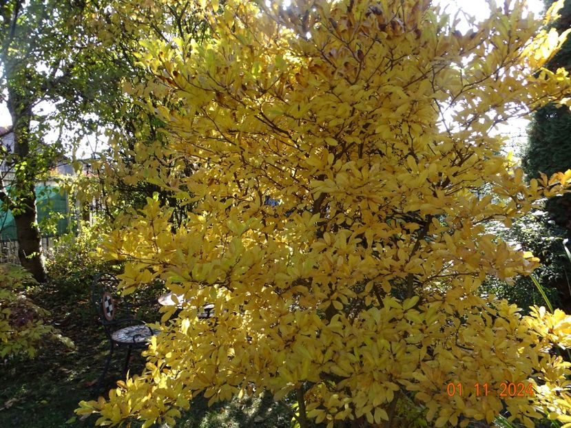  - Copacei si arbusti 2024