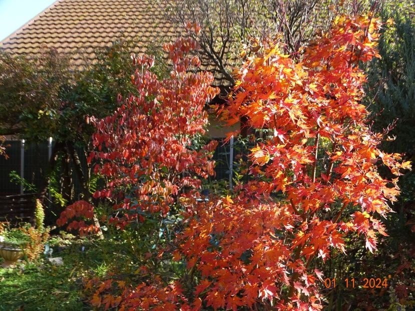  - Copacei si arbusti 2024