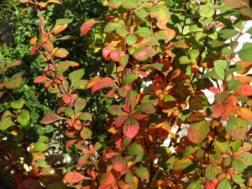  - Copacei si arbusti 2024