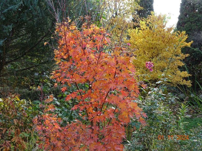  - Copacei si arbusti 2024