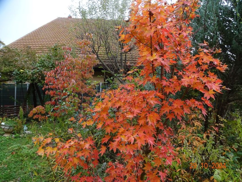  - Copacei si arbusti 2024