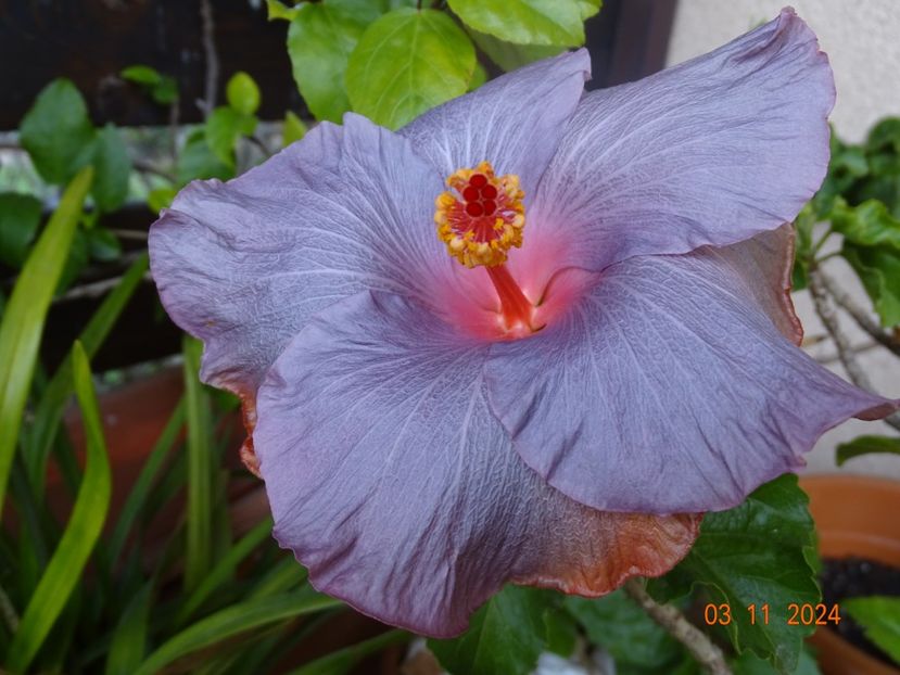  - Hibiscusi