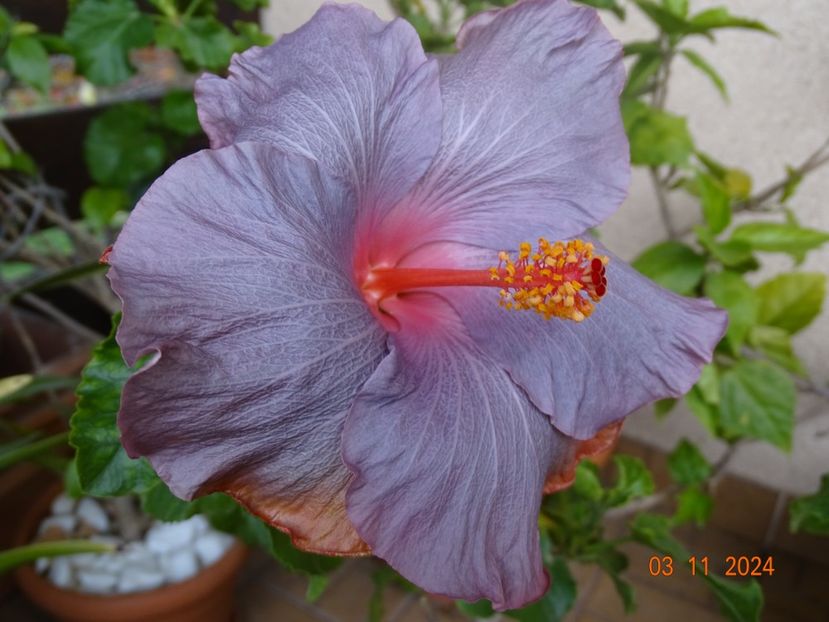  - Hibiscusi