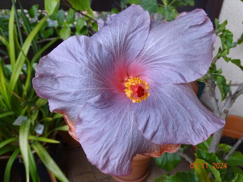  - Hibiscusi