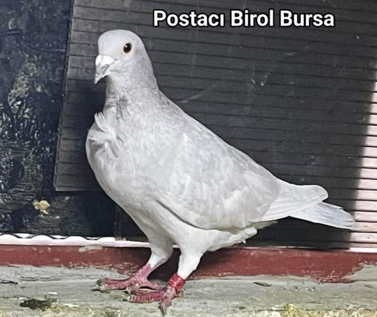  - Nu îmi aparțin 8