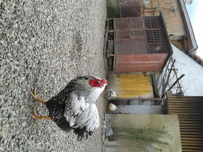  - 1 - MATCĂ I 2024 -