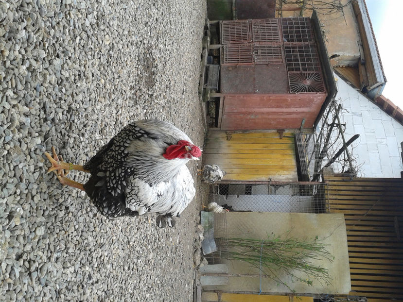  - 1 - MATCĂ I 2024 -