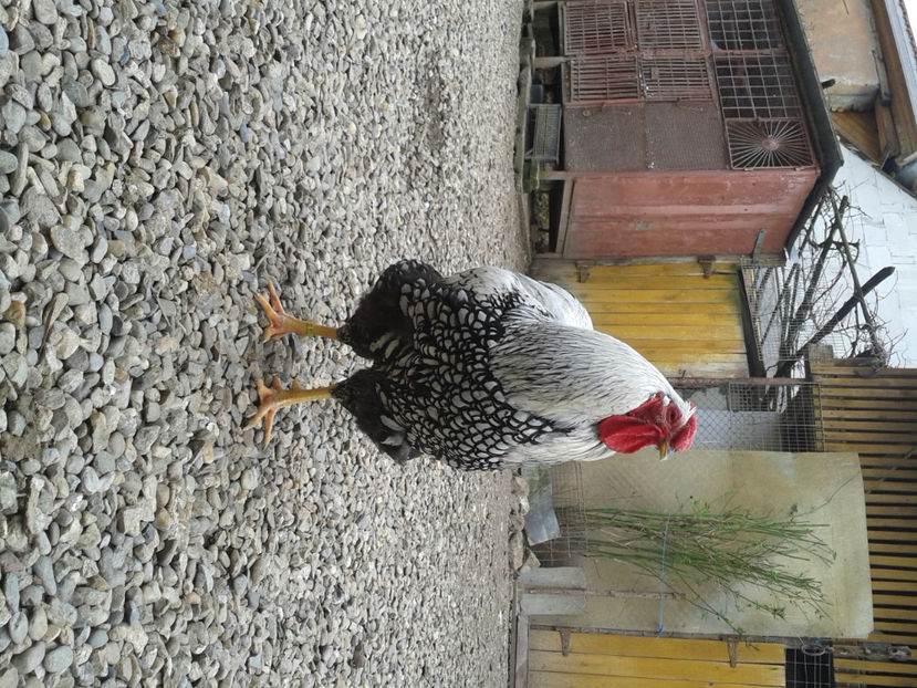  - 1 - MATCĂ I 2024 -