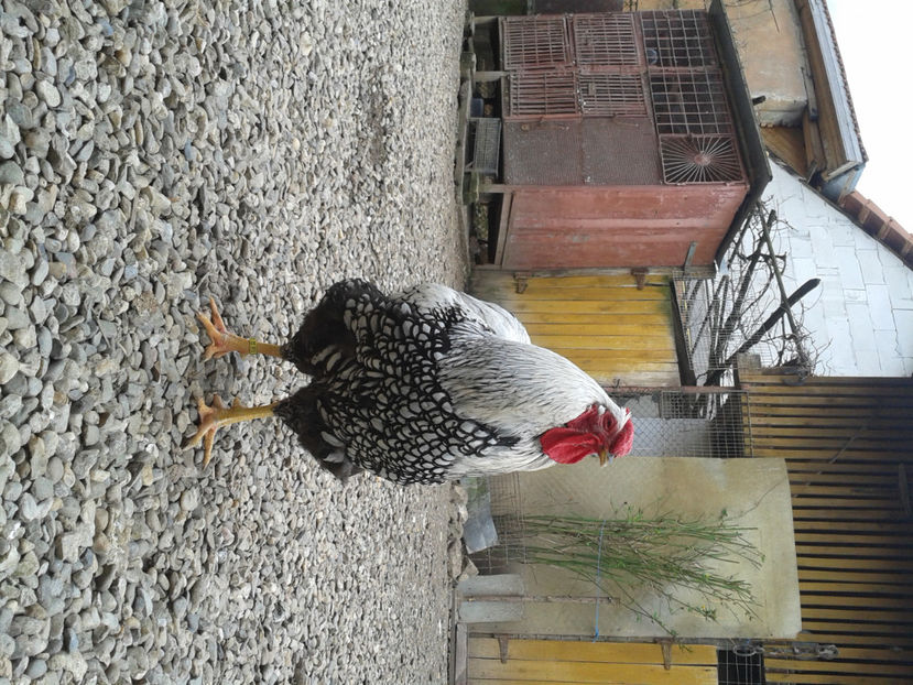  - 1 - MATCĂ I 2024 -