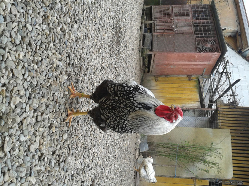  - 1 - MATCĂ I 2024 -