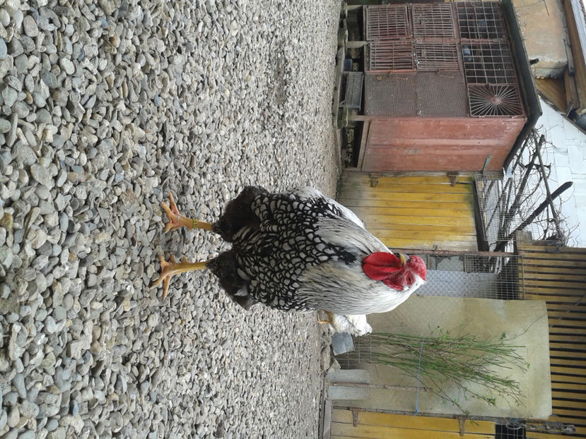  - 1 - MATCĂ I 2024 -