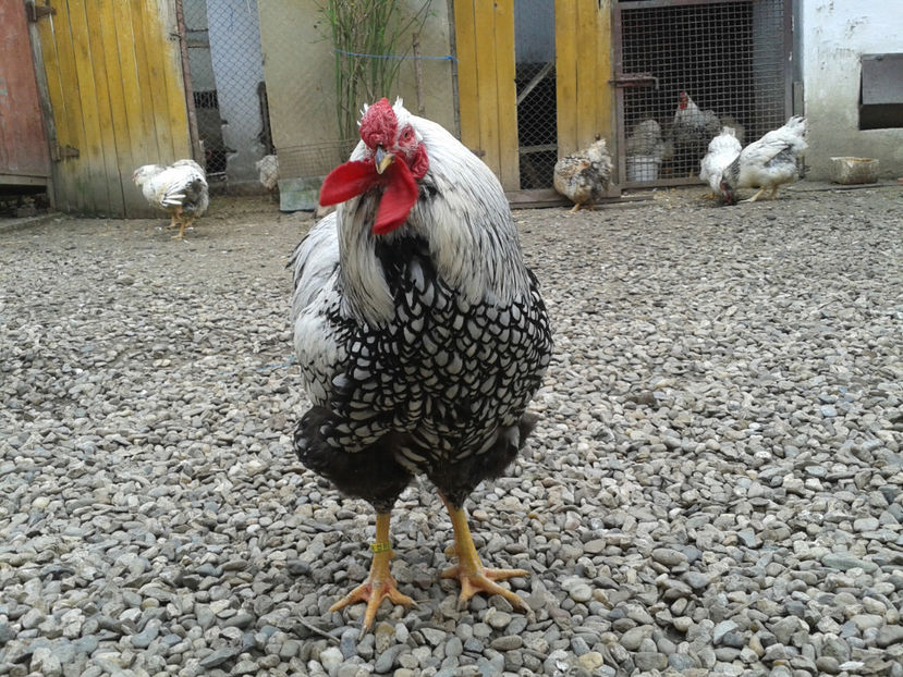  - 1 - MATCĂ I 2024 -