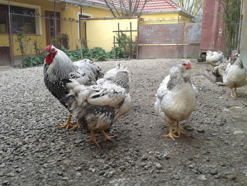  - 1 - MATCĂ I 2024 -