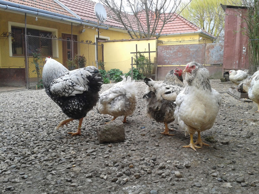  - 1 - MATCĂ I 2024 -